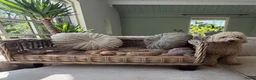 Labradoodle honden te koop: Mini Labradoodle  - Advertentie 10