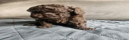 Labradoodle honden te koop: Echte hele kleine minni labradoodle  - Advertentie 3