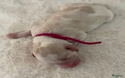 Australian Labradoodle honden te koop: Australian Labradoodle pups in Strijen - Afbeelding 17