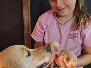Goldador honden Golden retriever x Labrador pup - Advertentie 1