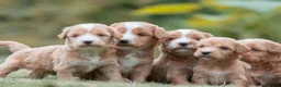 Kruising honden te koop:  Prachtige rood/apricot Medium Doodle pups  - Advertentie 8