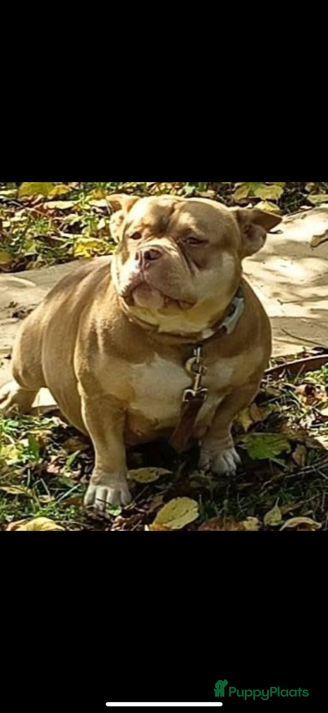 Amerikaanse Bully honden te koop: Amerikaanse Bully-puppy's  - Advertentie 14