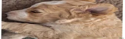 Bernedoodle honden te koop: unieke Bernedoodle pups - Advertentie 18