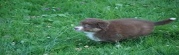 Australian Shepherd honden te koop: Australian shepherd pups - Advertentie 12