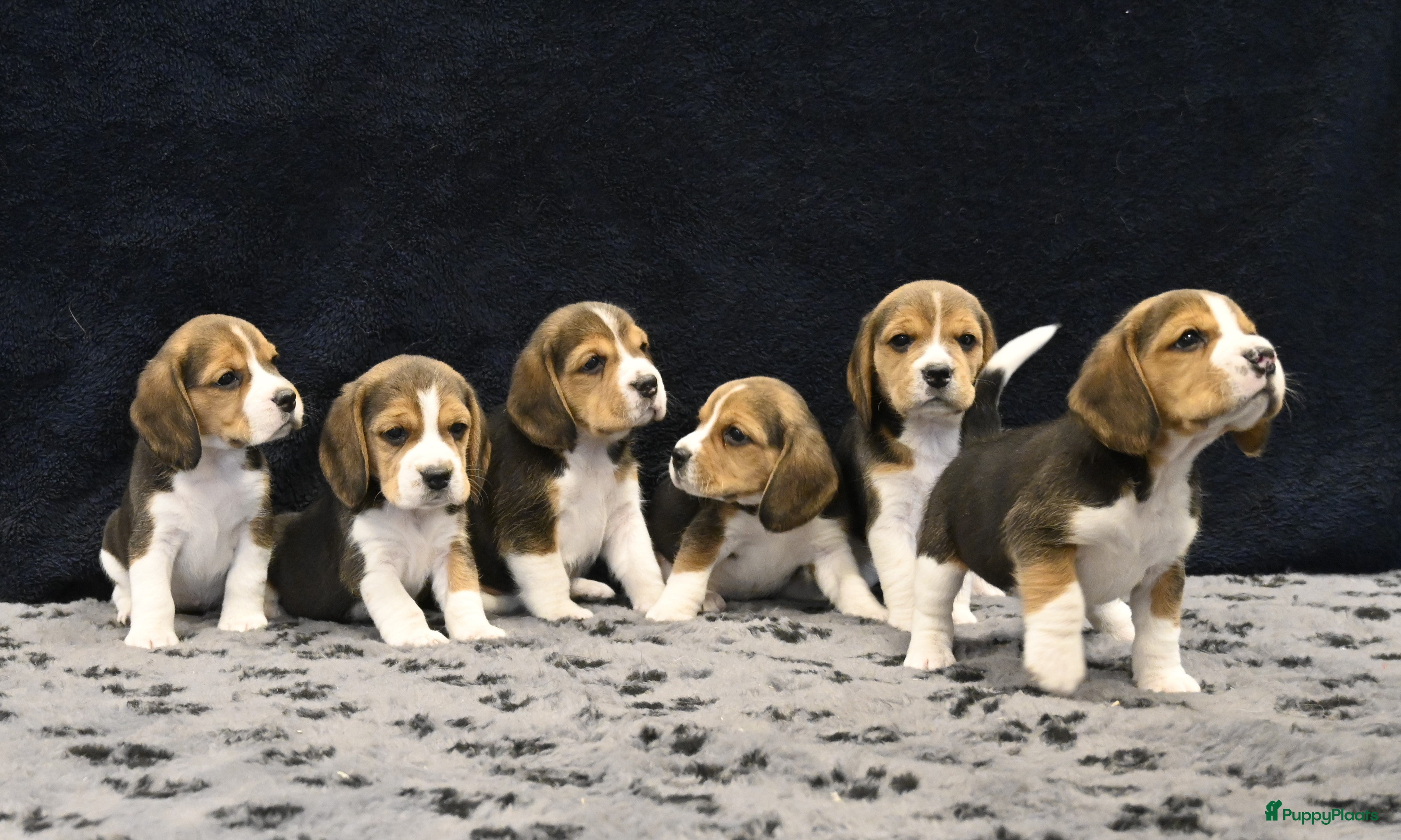 Beagle honden  Speelse Beagle pups - Advertentie 4