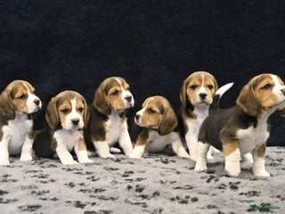 Beagle honden Speelse Beagle pups - Advertentie 4