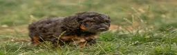 Kruising honden te koop: Dwergpoedel x Boompoo pups  - Advertentie 11
