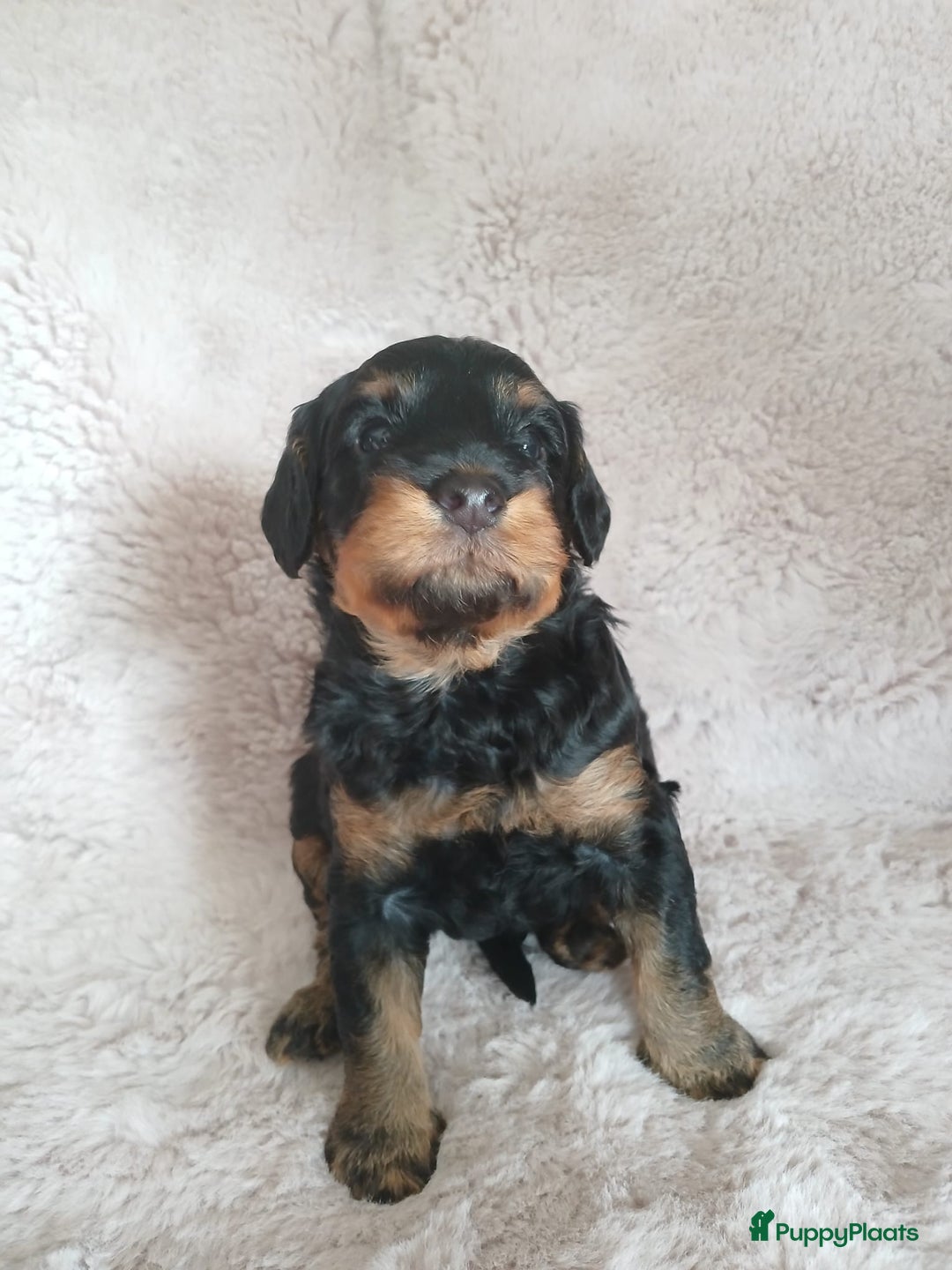 Poedel honden te koop: ❤️Prachtige middenslag poedel pups❤️ - Afbeelding 4