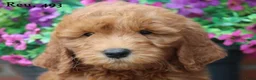 Goldendoodle honden te koop: Mooie Goldendoodle pups - Advertentie 31