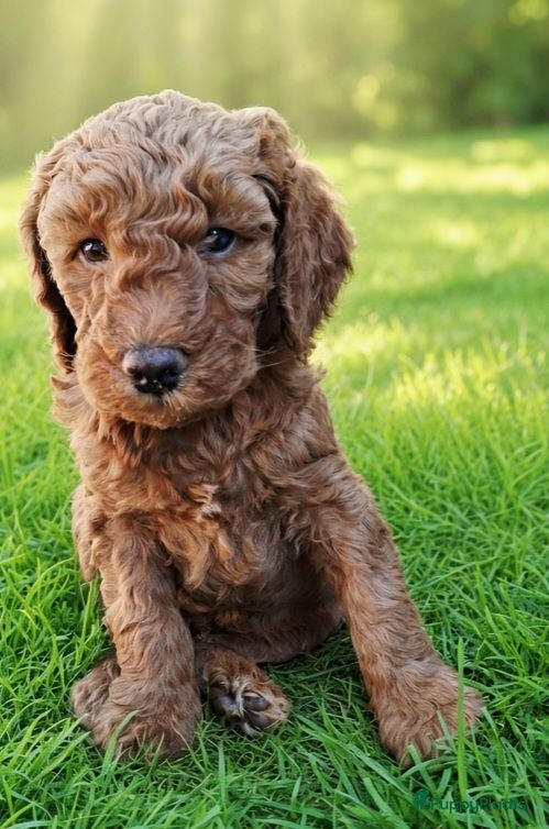 Australian Labradoodle honden Medium Australian Labradoodles  - Advertentie 1