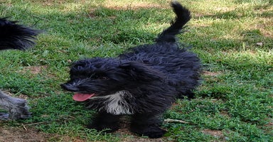 Australian Labradoodle honden - Advertentie 3