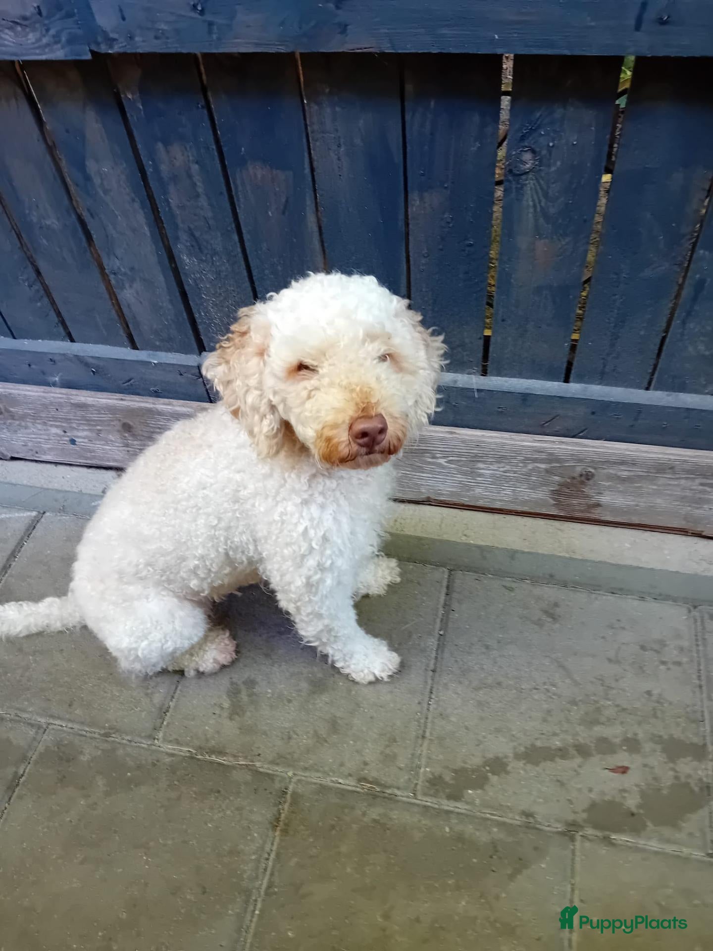 Labradoodle honden te koop: mooie pups labradoodles  3 reutjes - Advertentie 10