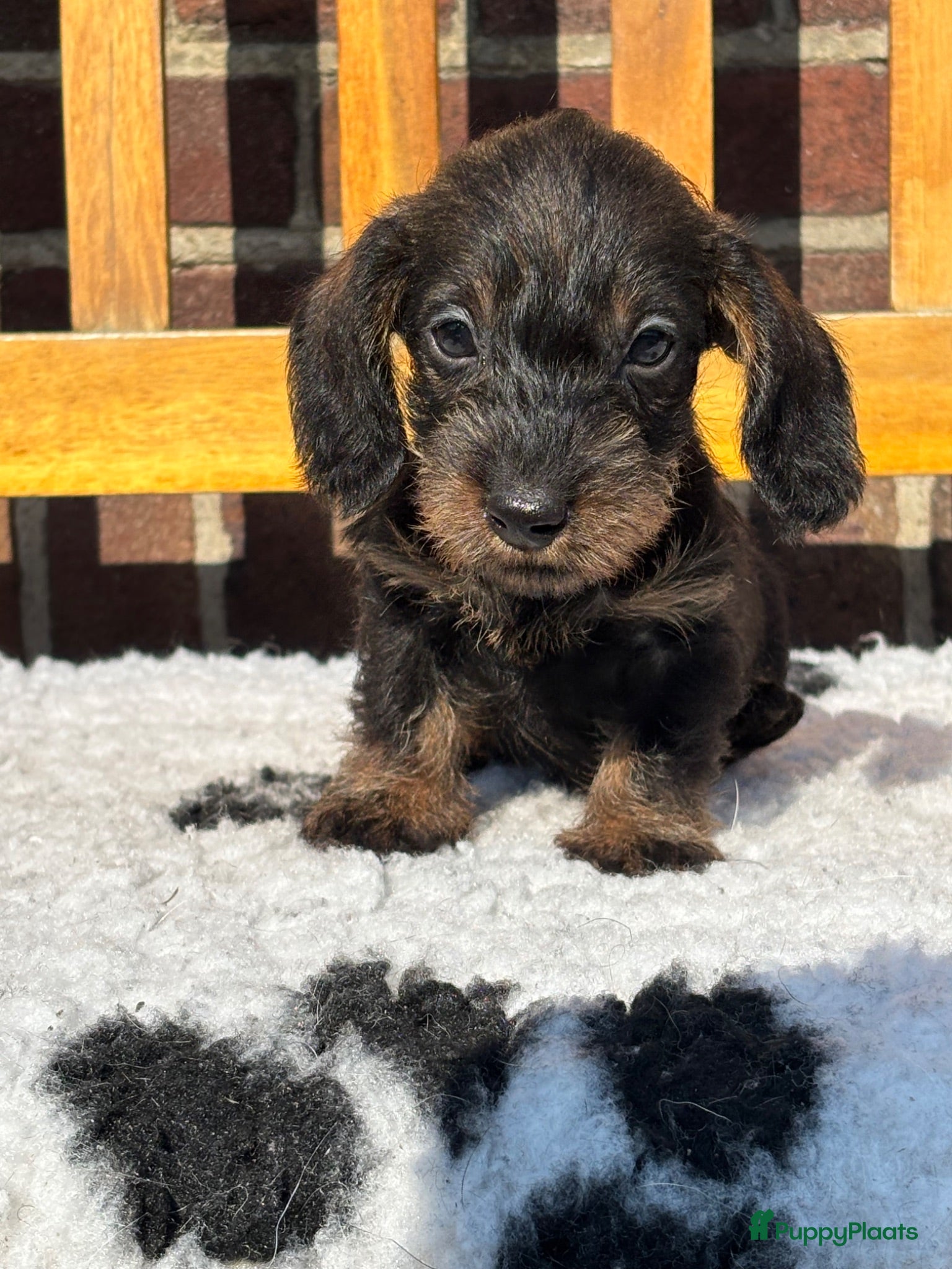 Ruwhaar Teckel honden Ruwhaar kaninchen/dwergteckels, rood en wildkleur  - Advertentie 2