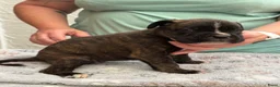 Boxer honden te koop: Mooie boxer pups in Baarle-Nassau - Advertentie 16