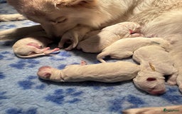 Zwitserse Witte Herdershond honden te koop: raszuivere lieve zwitserse witte herder pups in Nieuwland - Afbeelding 14