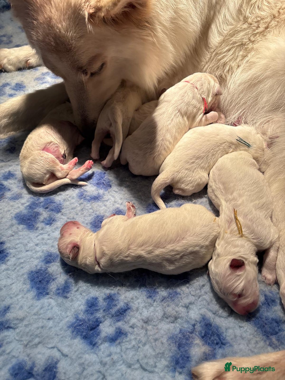 Zwitserse Witte Herdershond honden te koop: raszuivere lieve zwitserse witte herder pups in Nieuwland - Afbeelding 14