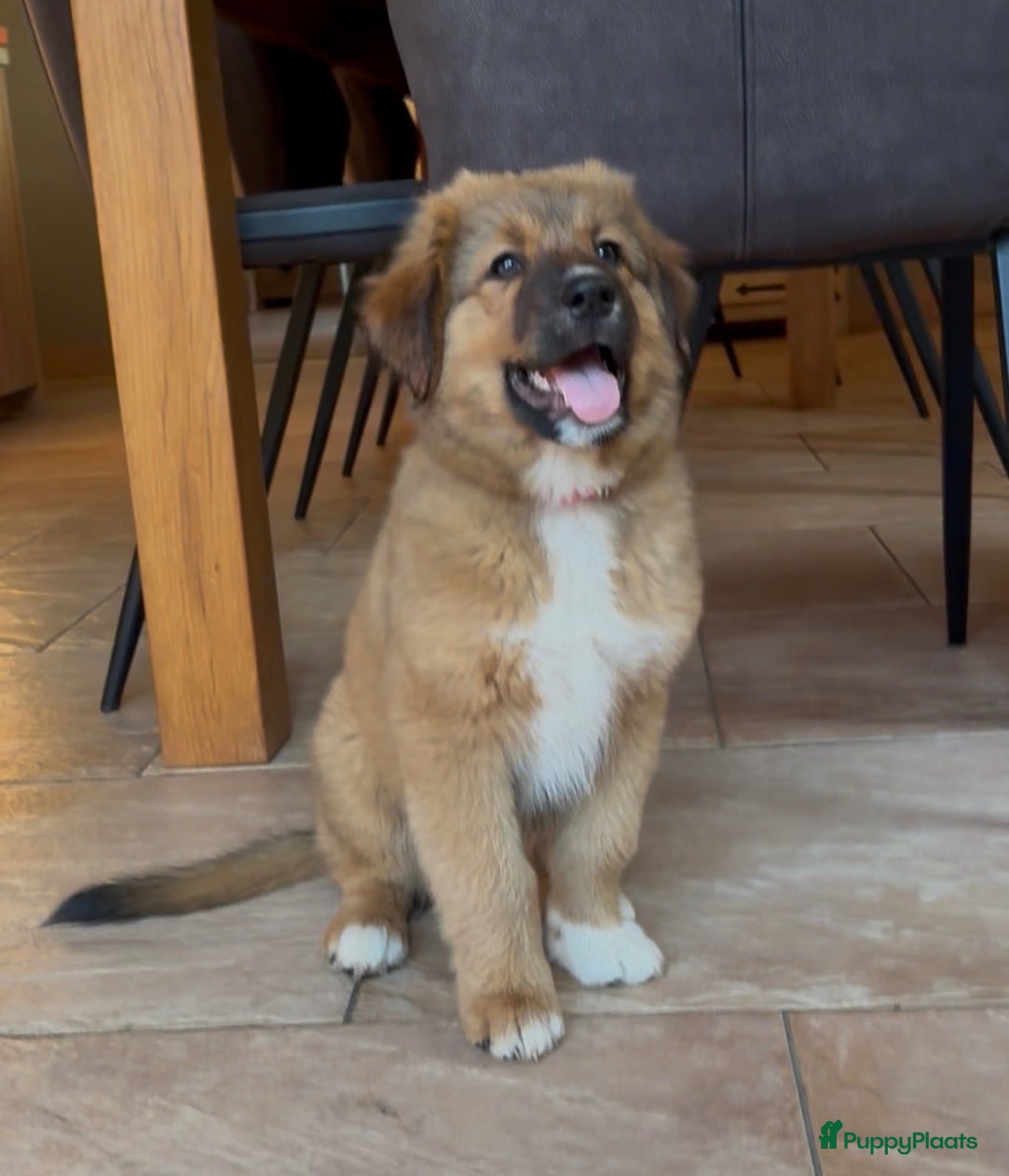 Kruising honden Nova scotia duck tolling x Australian shepherd pup - Advertentie 1