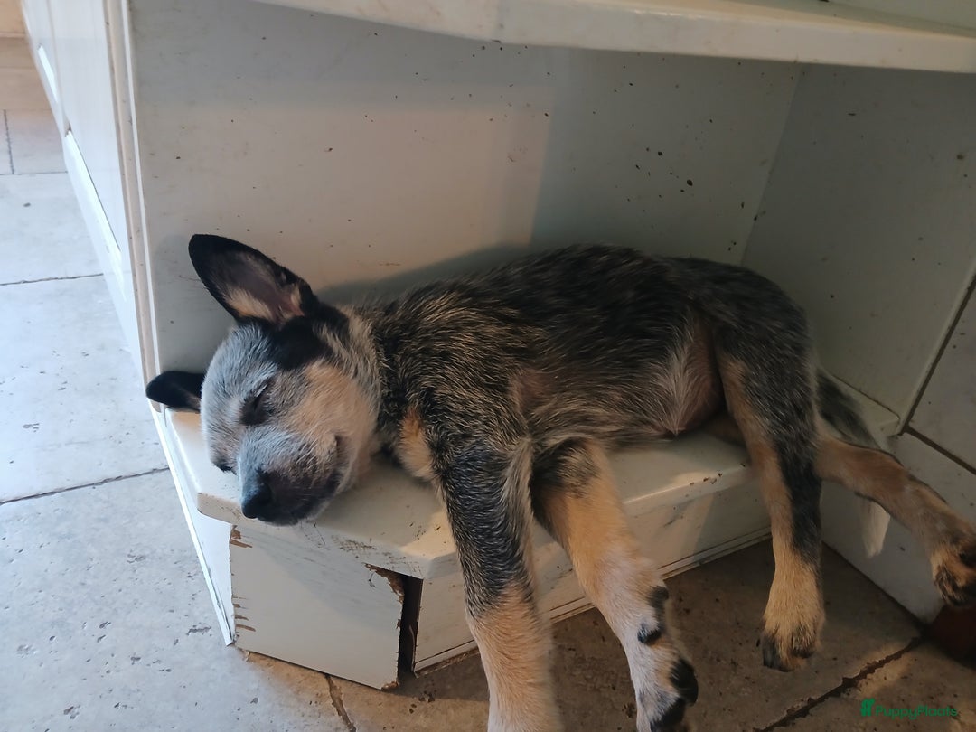 Australian Cattle Dog honden te koop: Australian cattle dog pups  - Afbeelding 5