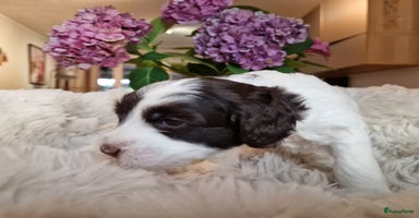 Australian Labradoodle honden - Advertentie 7