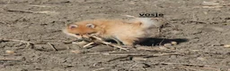 Pomeriaan honden te koop: pomeriaan pups beschikbaar - Advertentie 2