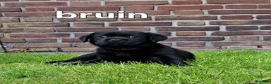 Labrador Retriever Puppy 6