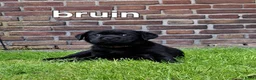 Labrador Retriever honden te koop: Labrador kruising - Advertentie 14