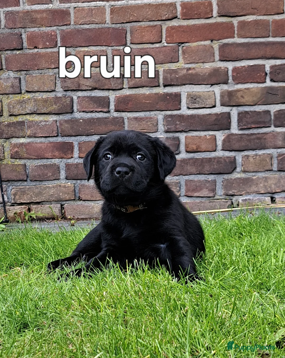 Labrador Retriever honden te koop: Labrador kruising - Advertentie 14