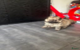 Pomeriaan honden te koop: Pomeranian /pomeriaan pups - Afbeelding 7