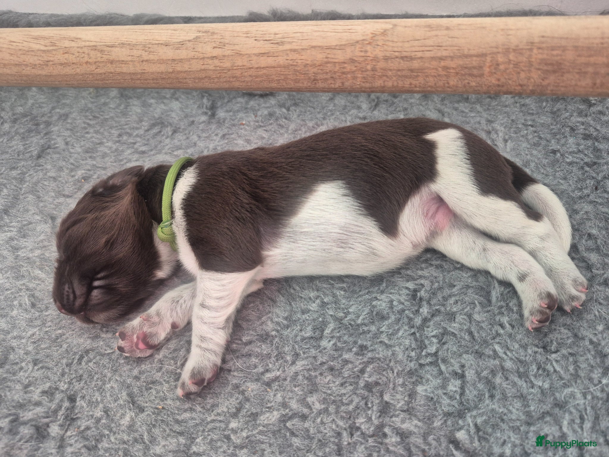 Heidewachtel honden Prachtige Heidewachtel puppy's aangeboden - Advertentie 2