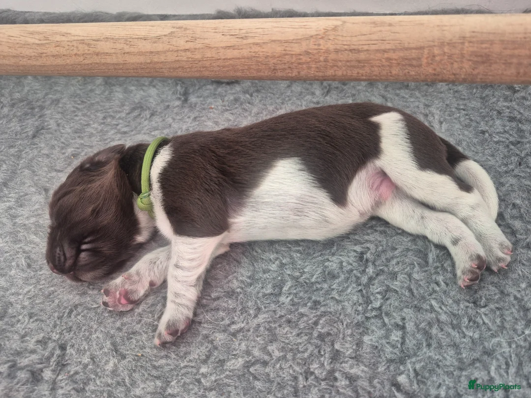 Heidewachtel honden te koop: Prachtige Heidewachtel puppy's aangeboden in Noordwijkerhout - Advertentie 2