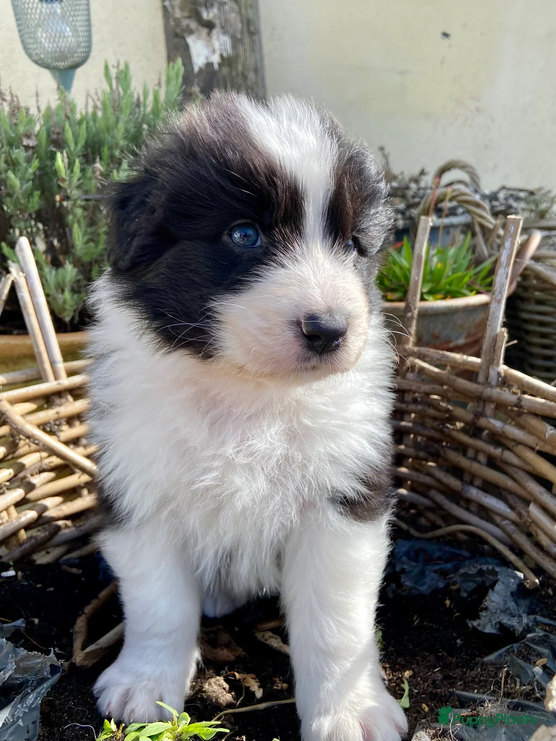 Australian Shepherd honden te koop: Australian Shepherd pups - Advertentie 2