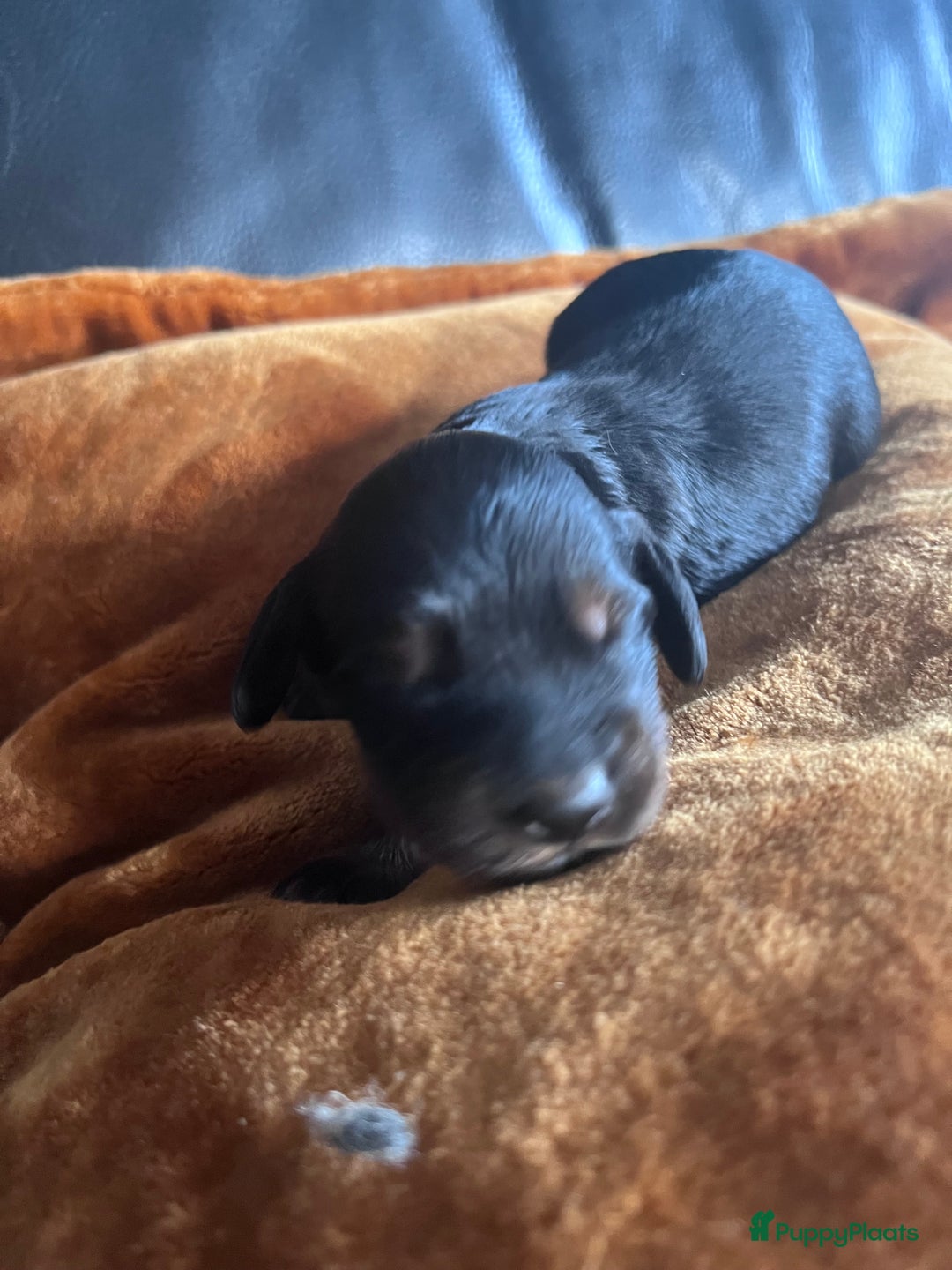 Cockapoo honden te koop: Cockapoo pups geboren  - Advertentie 8