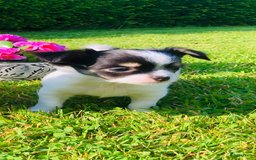 Chihuahua honden te koop: Mooie chihuahua pups in Budel - Afbeelding 11
