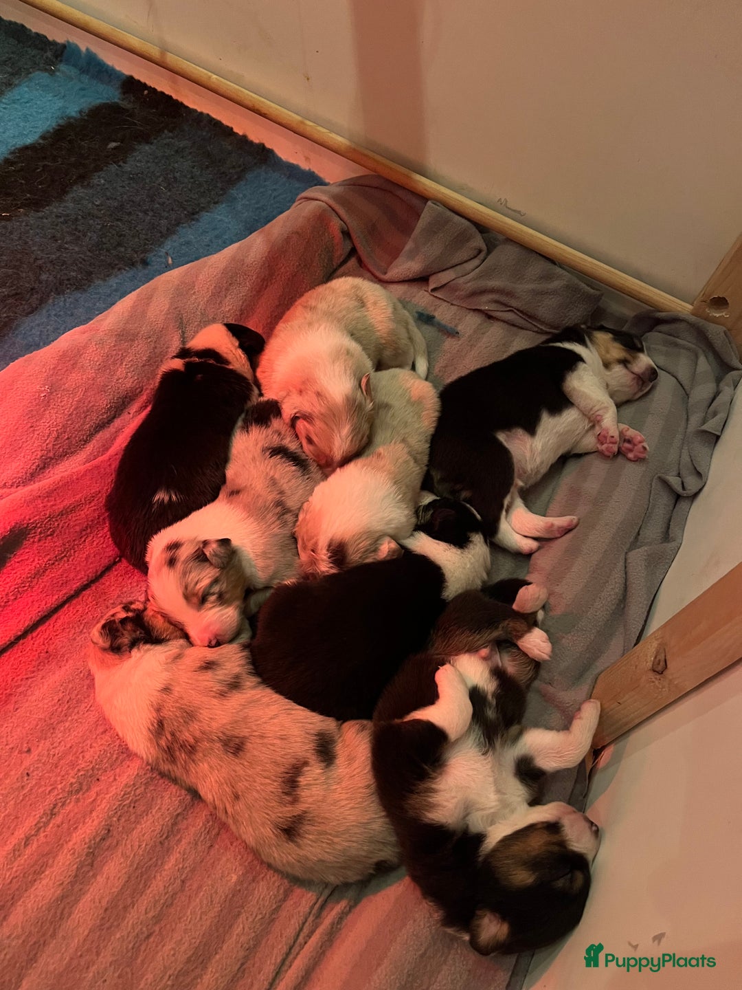 Australian Shepherd honden te koop: Raszuivere Australian Shepherd pups - Advertentie 15