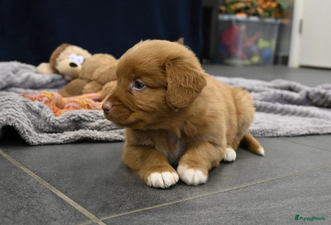 Nova Scotia Duck Tolling Retriever honden te koop: Speelse Nova Scotia Duck Tolling Retriever pups  - Advertentie 28