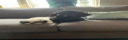 Boomer honden te koop: Blue is in blijde verwachting boomer  - Advertentie 10