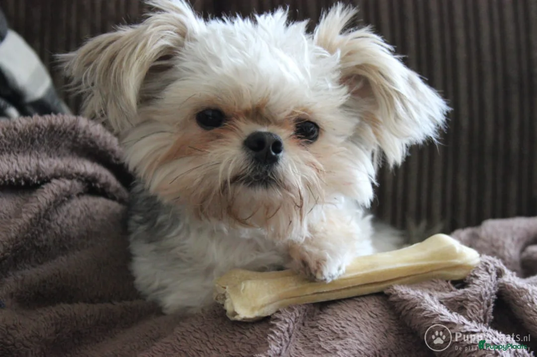 Boomer honden ter dekking: Kruising tussen Boomer en chihuahua in Tilburg - Advertentie 4