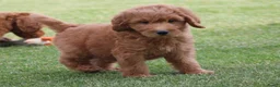 Goldendoodle honden te koop: Mooie Goldendoodle pups - Advertentie 8