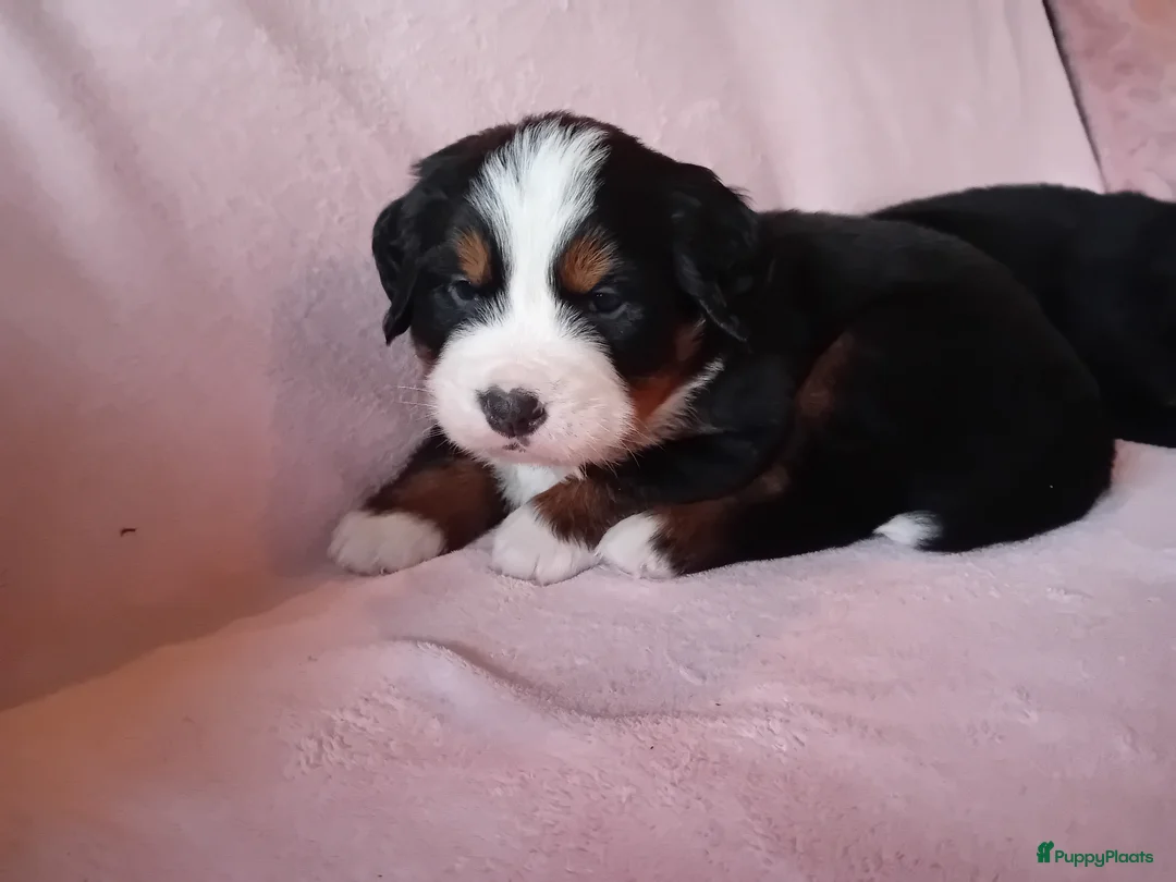 Berner Sennenhond honden te koop: Benner sennen pups - Advertentie 8
