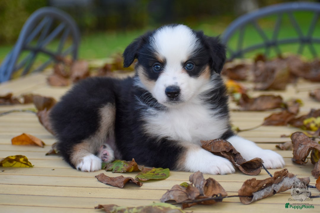 Australian Shepherd honden te koop: Miniature American Shepherd / Mini Aussie  - Advertentie 11