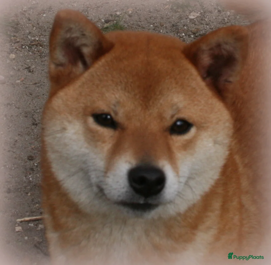 Shiba honden ter adoptie: Shiba teefje  - Advertentie 1