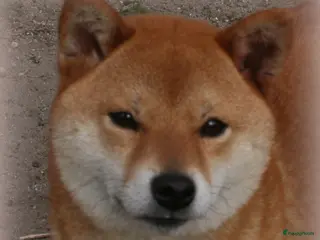 Shiba honden Shiba teefje - Advertentie 2