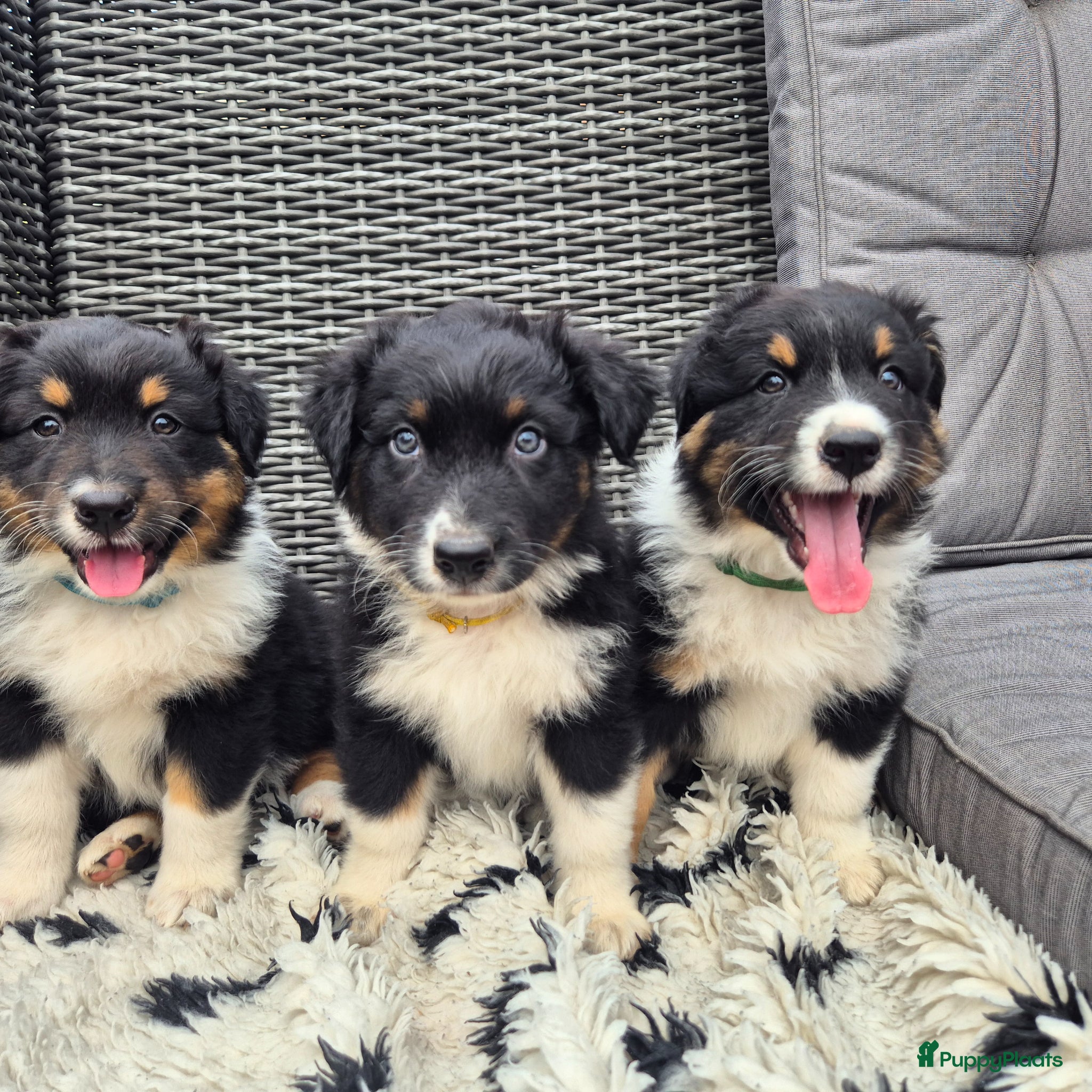 Australian Shepherd honden Prachtige australian shepherd pups - Advertentie 3