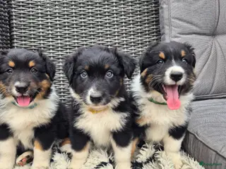 Australian Shepherd honden Prachtige australian shepherd pups - Advertentie 3