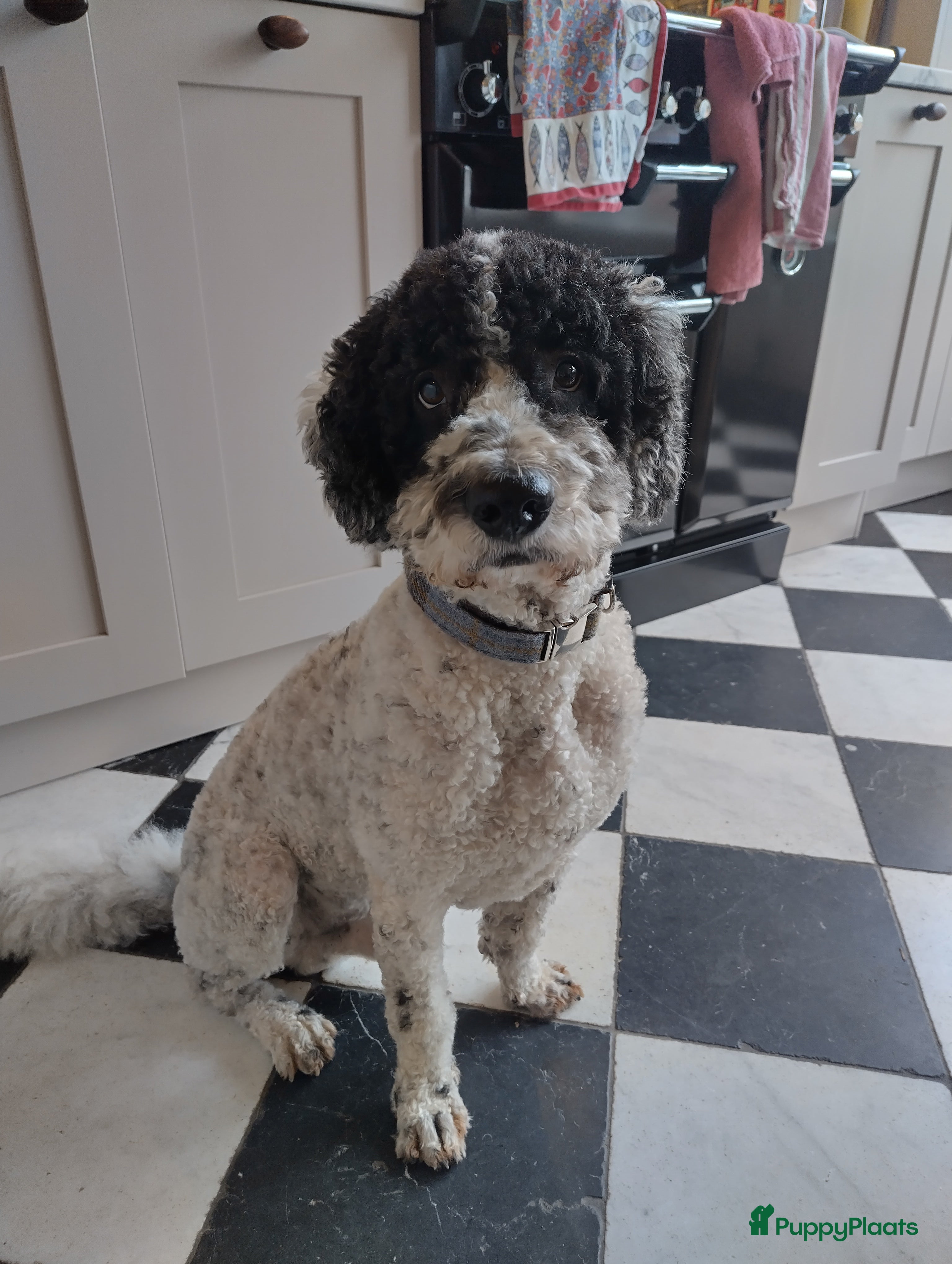 Spaanse Waterhond honden Dekreu Spaanse waterhond - Advertentie 1