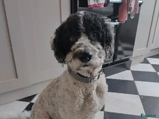 Spaanse Waterhond honden Dekreu Spaanse waterhond - Advertentie 1