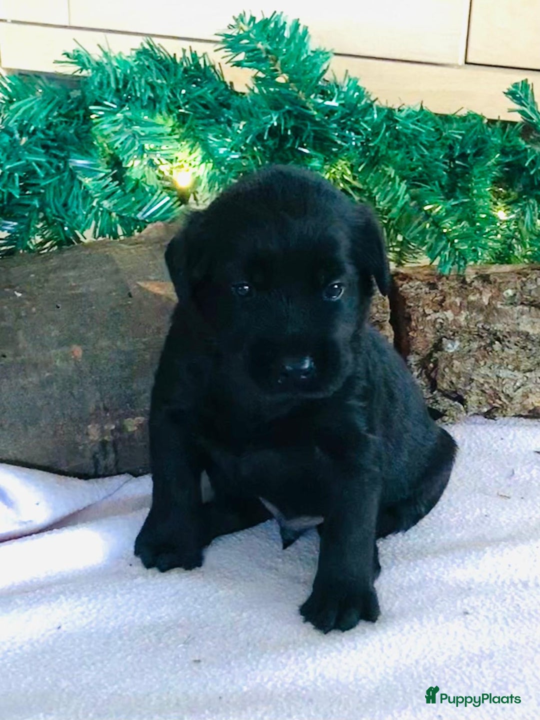 Kruising honden te koop: Puppy’s te koop – Labrador x Riesenschnauzer mix - Advertentie 21