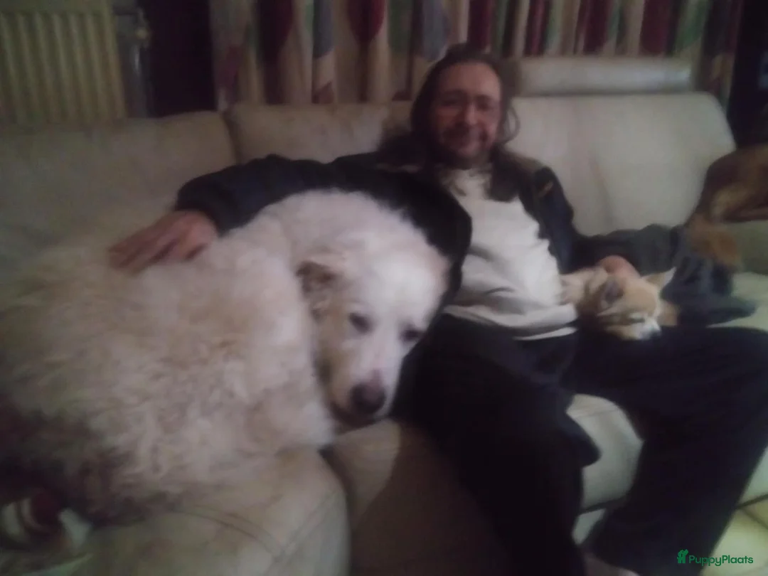 Berghond van de Maremmen en Abruzzen honden te koop: Happy zoekt baasje - Advertentie 6