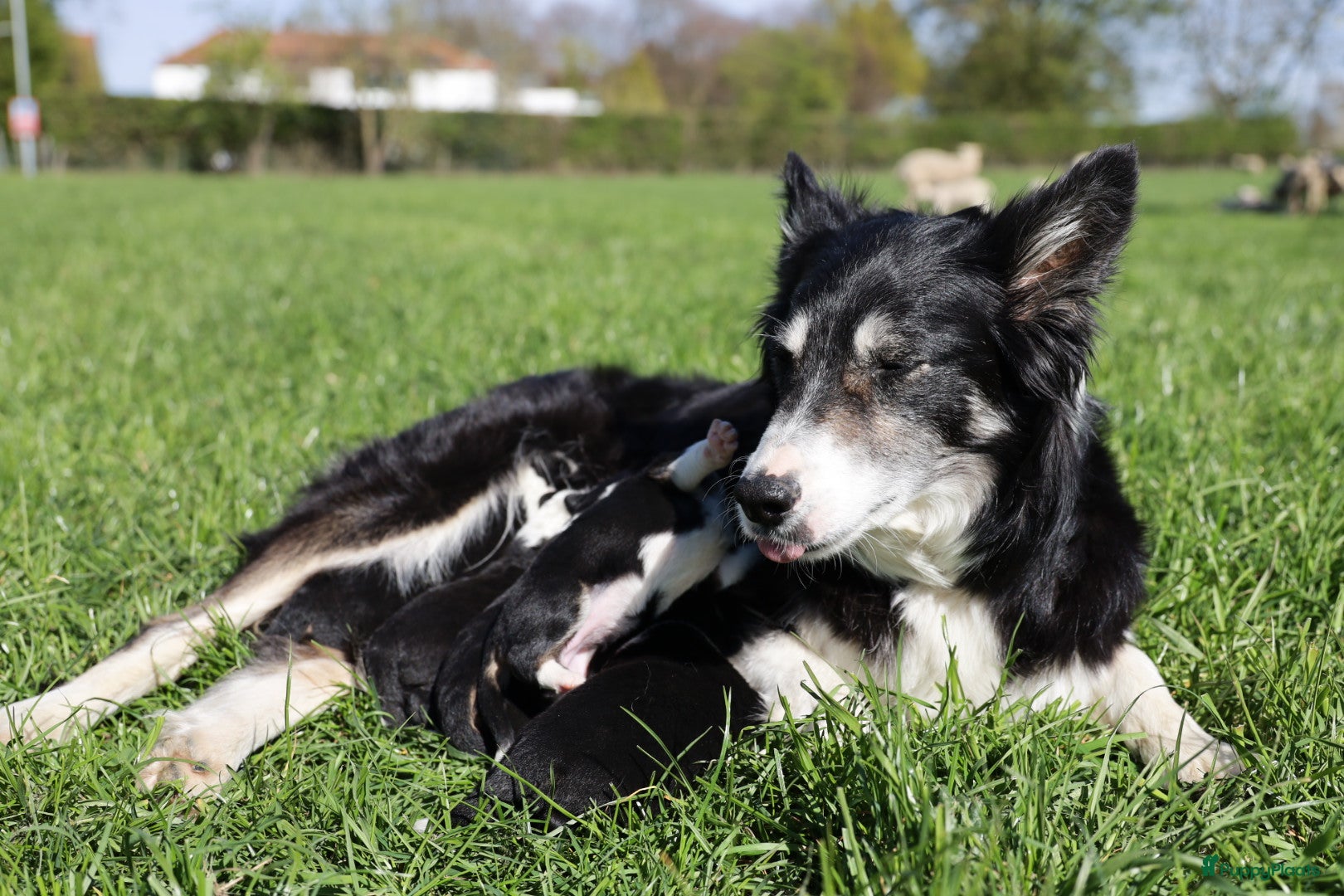 Border Collie honden Pups bordercollie - Advertentie 1