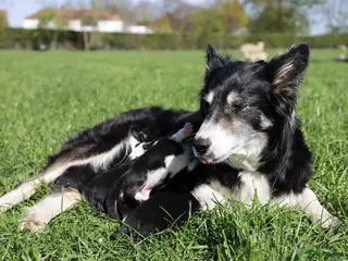 Border Collie honden Pups bordercollie - Advertentie 1
